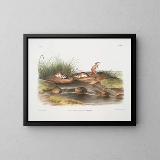 Missouri Mouse at Life Size - John Woodhouse Audubon — framed artwork on a wall