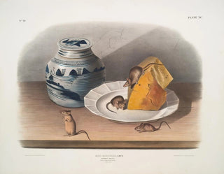 Mouse, common, male, female, young, life-size - John Woodhouse Audubon — artwork view