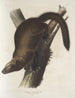 Mustela Canadensis Canadian Marten or Pekan, male, life size - John Woodhouse Audubon — artwork view