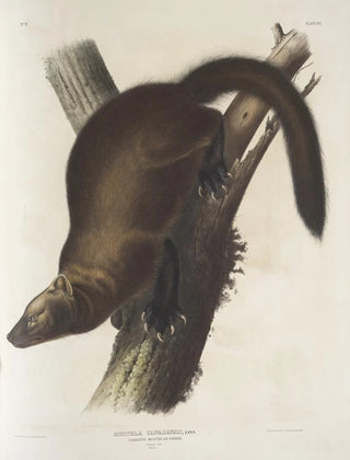 John Woodhouse Audubon - Mustela Canadensis Pennants Marten or Fisher Natural size Male.webp
