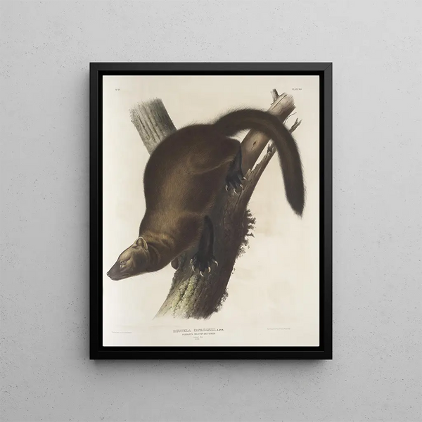Mustela Canadensis Canadian Marten or Pekan, male, life size - John Woodhouse Audubon — framed artwork on a wall