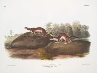 American Fouine Painting - John Woodhouse Audubon — artwork view