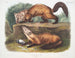 Martre des pins mâle et femelle en pelage d'hiver taille naturelle - John Woodhouse Audubon — artwork view