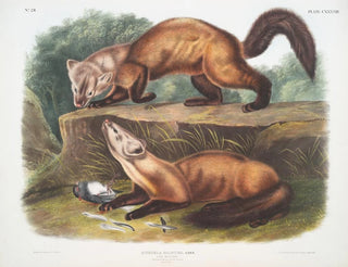 Martre des pins mâle et femelle en pelage d'hiver taille naturelle - John Woodhouse Audubon — artwork view