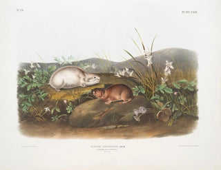 Lemming de la baie d'Hudson à taille naturelle - John Woodhouse Audubon — artwork view