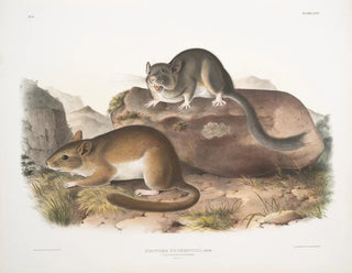 Neotoma drummondii, taille réelle - John Woodhouse Audubon — artwork view