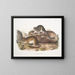 Neotoma drummondii, taille réelle - John Woodhouse Audubon — framed artwork on a wall