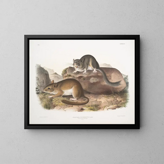 Neotoma drummondii, taille réelle - John Woodhouse Audubon — framed artwork on a wall