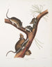 Neotoma Floridana Florida rat Natural size Male female and young of different ages - John Woodhouse Audubon — artwork view