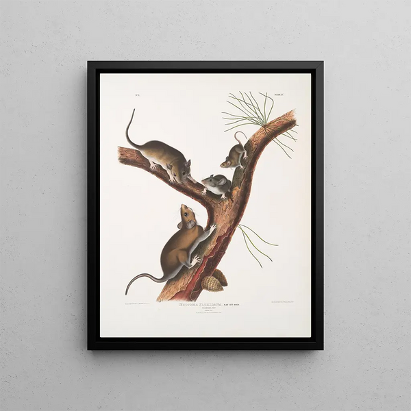 Neotoma Floridana Florida rat Natural size Male female and young of different ages - John Woodhouse Audubon — framed artwork on a wall