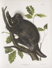 Porcupine of Canada Hystrix dorsata - John Woodhouse Audubon — artwork view