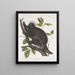 Porcupine of Canada Hystrix dorsata - John Woodhouse Audubon — framed artwork on a wall
