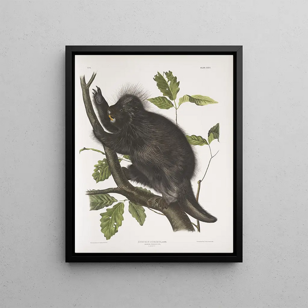 Porcupine of Canada Hystrix dorsata - John Woodhouse Audubon — framed artwork on a wall