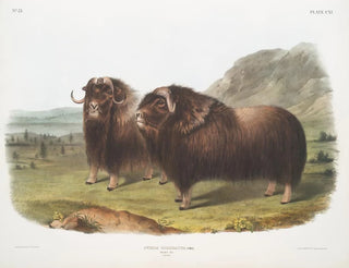 Bœufs musqués mâles - John Woodhouse Audubon — artwork view