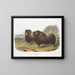 Bœufs musqués mâles - John Woodhouse Audubon — framed artwork on a wall