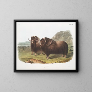 Bœufs musqués mâles - John Woodhouse Audubon — framed artwork on a wall