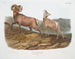 Mountain sheep male and female - John Woodhouse Audubon — artwork view