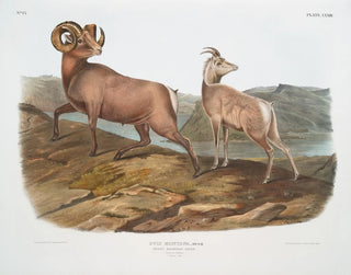 Mountain sheep male and female - John Woodhouse Audubon — artwork view