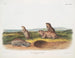 Pseudostoma borealis, the Camas rat, male, female, juvenile, natural size - John Woodhouse Audubon — artwork view