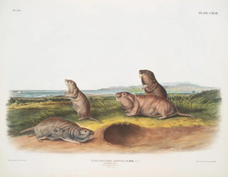 Pseudostoma borealis, the Camas rat, male, female, juvenile, natural size - John Woodhouse Audubon — artwork view