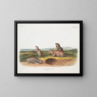 Pseudostoma borealis, the Camas rat, male, female, juvenile, natural size - John Woodhouse Audubon — framed artwork on a wall