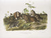 Rat à poche du Canada taille naturelle - John Woodhouse Audubon — artwork view