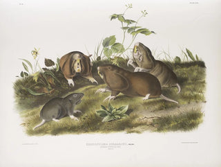 Rat à poche du Canada taille naturelle - John Woodhouse Audubon — artwork view