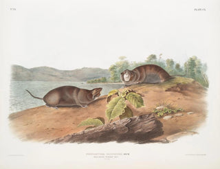 Pocket rat in the shape of a mole, natural size - John Woodhouse Audubon — artwork view