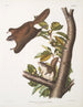 Pteromys oregonensis Oregon flying squirrel Natural size - John Woodhouse Audubon — artwork view