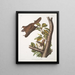 Pteromys oregonensis Oregon flying squirrel Natural size - John Woodhouse Audubon — framed artwork on a wall