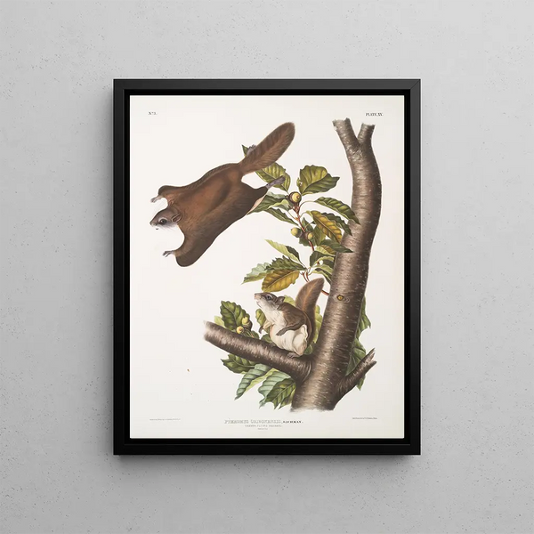 Pteromys oregonensis Oregon flying squirrel Natural size - John Woodhouse Audubon — framed artwork on a wall