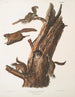 Pteromys volucella common flying squirrel Natural size 1 2 Males 3 4 Females 5 Juveniles - John Woodhouse Audubon — artwork view