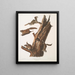 Pteromys volucella common flying squirrel Natural size 1 2 Males 3 4 Females 5 Juveniles - John Woodhouse Audubon — framed artwork on a wall