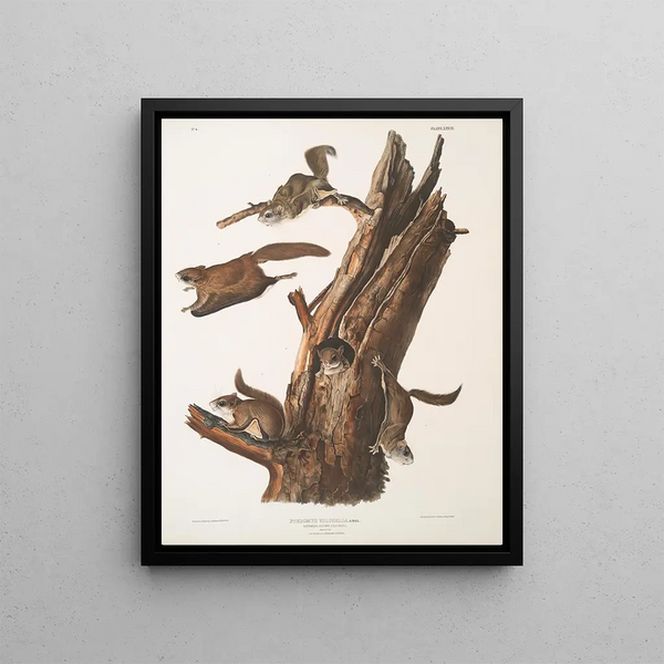 Pteromys volucella common flying squirrel Natural size 1 2 Males 3 4 Females 5 Juveniles - John Woodhouse Audubon — framed artwork on a wall