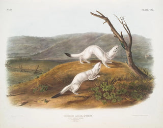 Belette agile mâle et femelle taille naturelle pelage d'hiver - John Woodhouse Audubon — artwork view