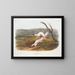 Belette agile mâle et femelle taille naturelle pelage d'hiver - John Woodhouse Audubon — framed artwork on a wall