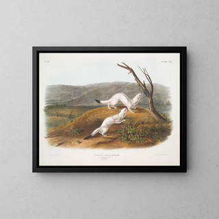 Belette agile mâle et femelle taille naturelle pelage d'hiver - John Woodhouse Audubon — framed artwork on a wall