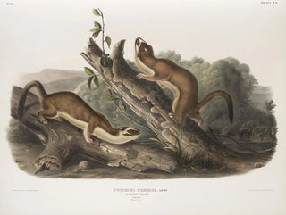 Fouine à collerette, mâles, taille naturelle - John Woodhouse Audubon — artwork view