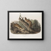 Fouine à collerette, mâles, taille naturelle - John Woodhouse Audubon — framed artwork on a wall