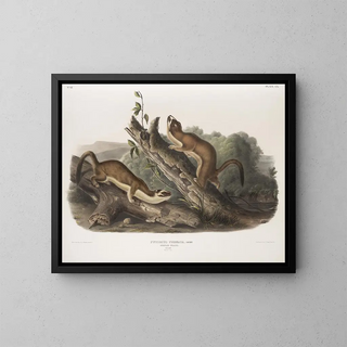 Fouine à collerette, mâles, taille naturelle - John Woodhouse Audubon — framed artwork on a wall