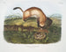 Furet noir à pieds noirs taille naturelle - John Woodhouse Audubon — artwork view