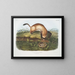 Furet noir à pieds noirs taille naturelle - John Woodhouse Audubon — framed artwork on a wall