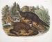 Morse vison taille naturelle mâle et femelle - John Woodhouse Audubon — artwork view
