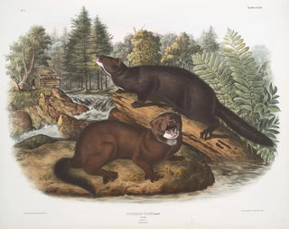 Morse vison taille naturelle mâle et femelle - John Woodhouse Audubon — artwork view