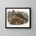 Morse vison taille naturelle mâle et femelle - John Woodhouse Audubon — framed artwork on a wall