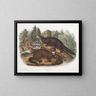 Morse vison taille naturelle mâle et femelle - John Woodhouse Audubon — framed artwork on a wall
