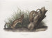 Fouine blanche taille naturelle 1 mâle 2 femelles - John Woodhouse Audubon — artwork view