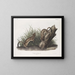 Fouine blanche taille naturelle 1 mâle 2 femelles - John Woodhouse Audubon — framed artwork on a wall