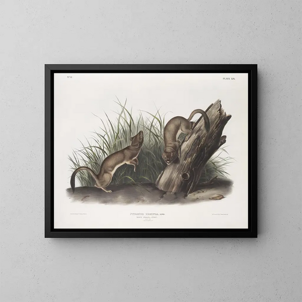 Fouine blanche taille naturelle 1 mâle 2 femelles - John Woodhouse Audubon — framed artwork on a wall