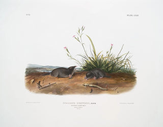 Mole shrew de Brewer à taille naturelle - John Woodhouse Audubon — artwork view